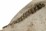 Fossil Oreodont (Merycoidodon) Disarticulated Skull -South Dakota #249253-3